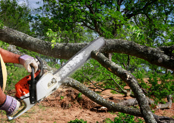 Dead Tree Removal in Iron River, MI